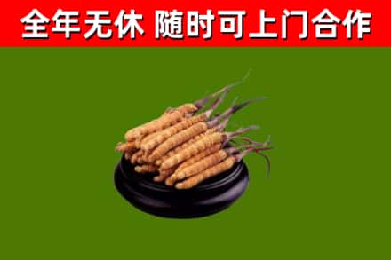 九台区回收散虫草