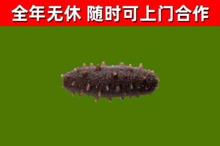 九台区回收海参干